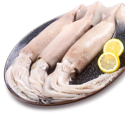 Squid série od Caharbor seafood company