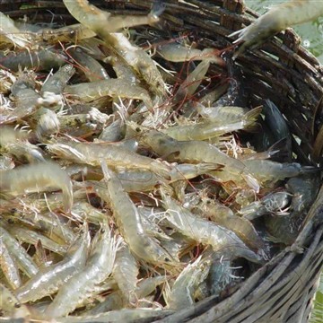 China Aquaculture Feed Giant Haid investovat 1 miliardu dolarů do masivní far...