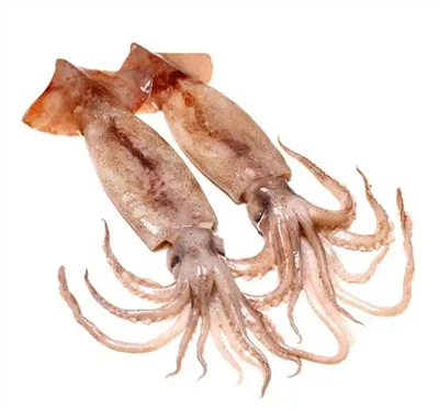 FAO zveřejnila svou zprávu o globálním trhu hlavonožců za druhé-čtvrtletí: Si...